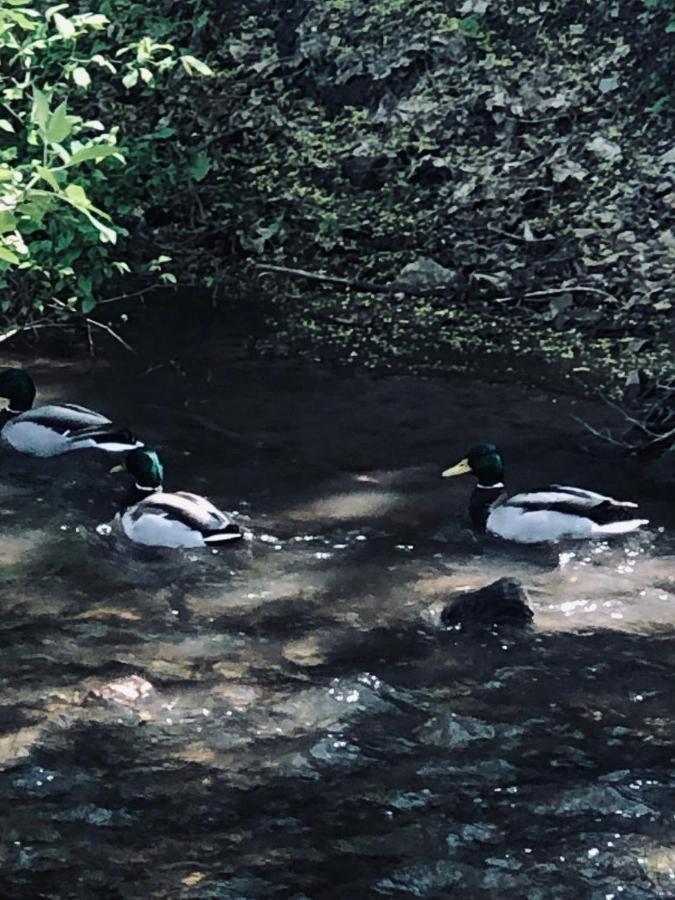 Domek Caloroczny Na Wylacznosc Niebieska Osada Nad Gorskim Potokiem Stary Waliszow Экстерьер фото