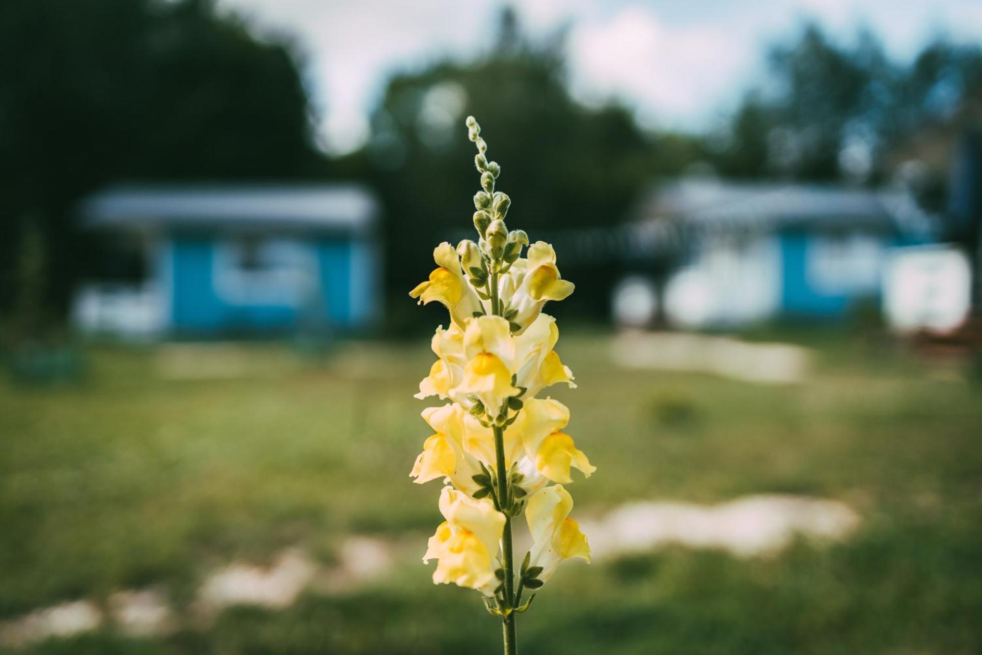 Domek Caloroczny Na Wylacznosc Niebieska Osada Nad Gorskim Potokiem Stary Waliszow Экстерьер фото